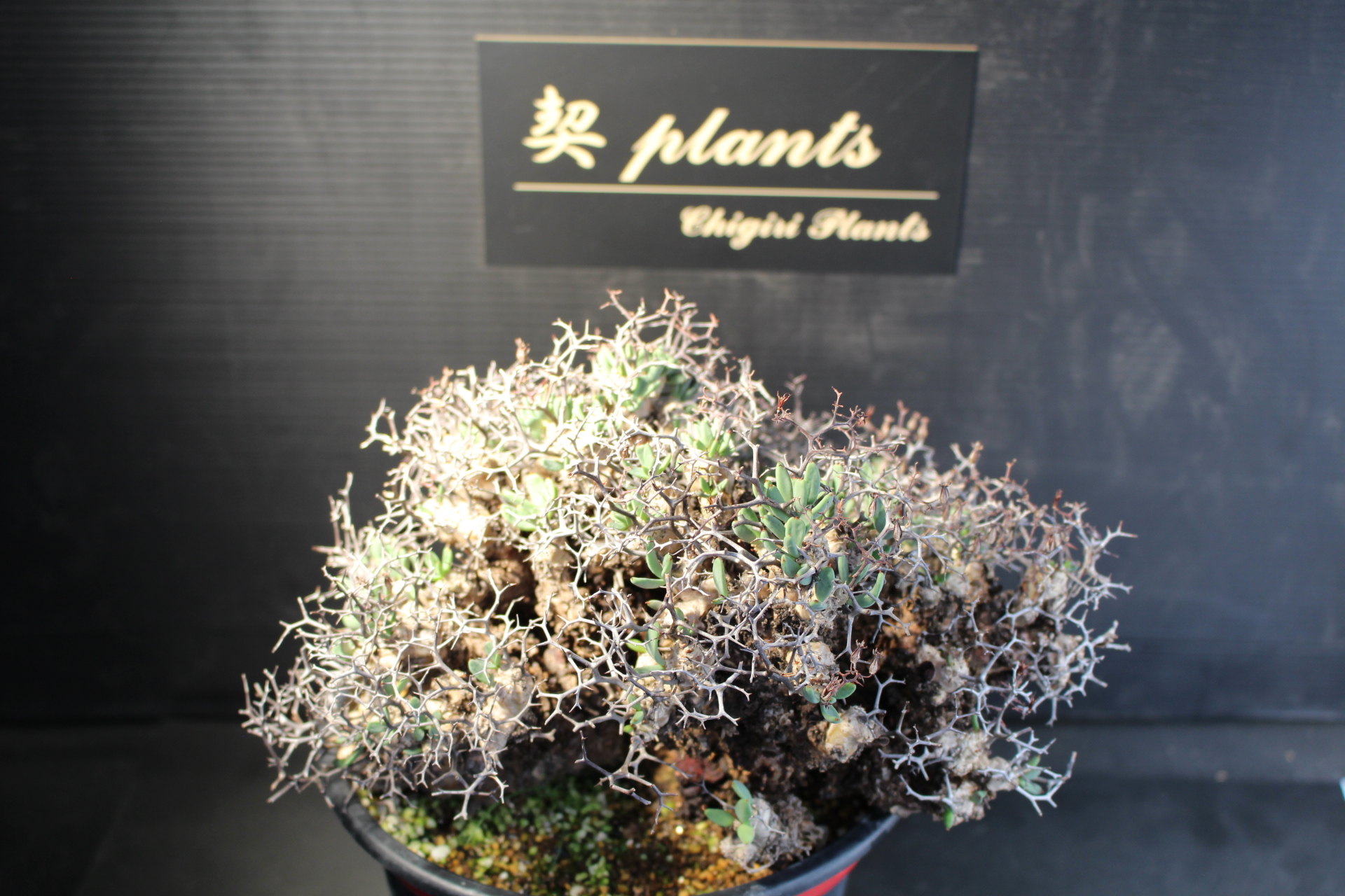 【雑記】はじめに