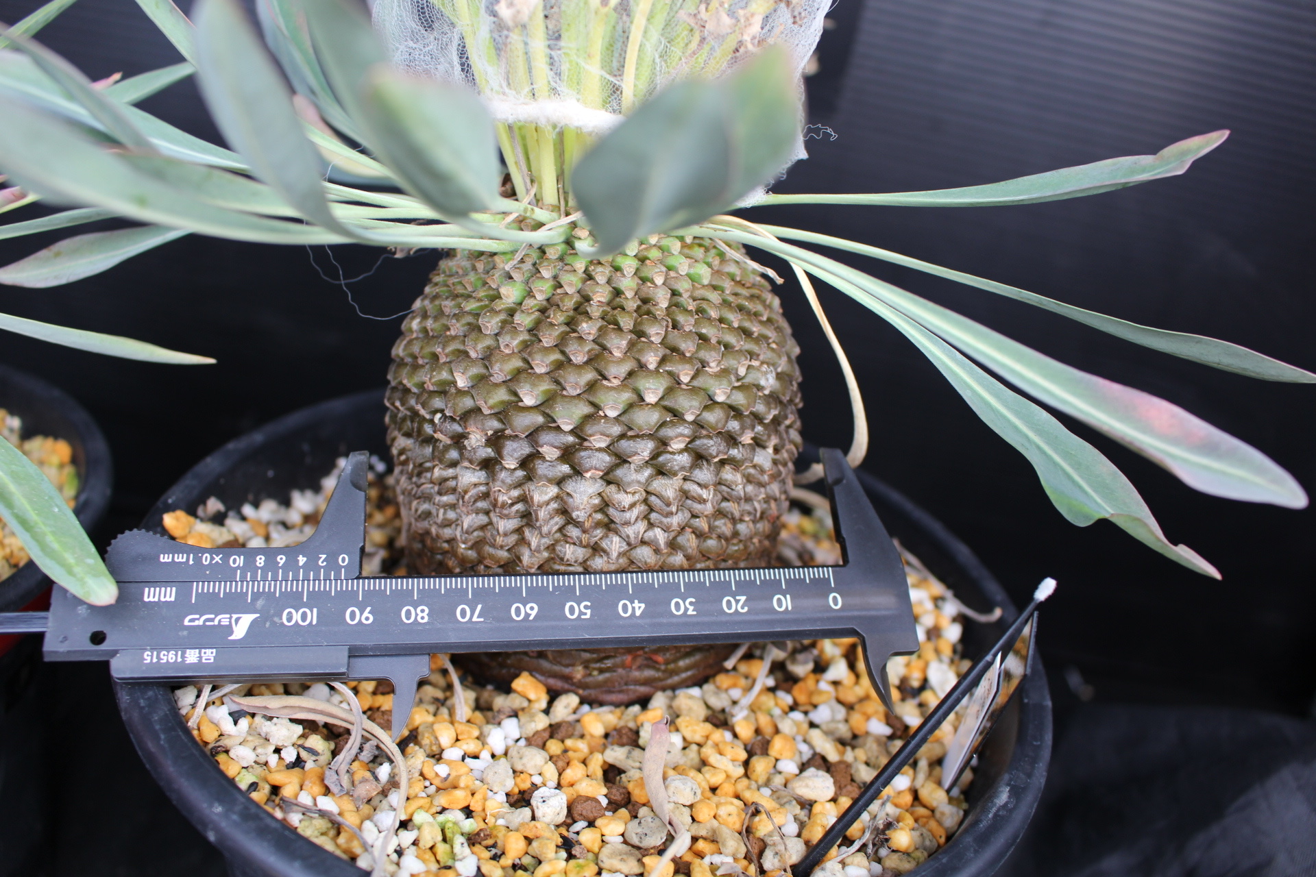 【実生】ユーフォルビアの種とり euphorbia bupleurifoliaを例として