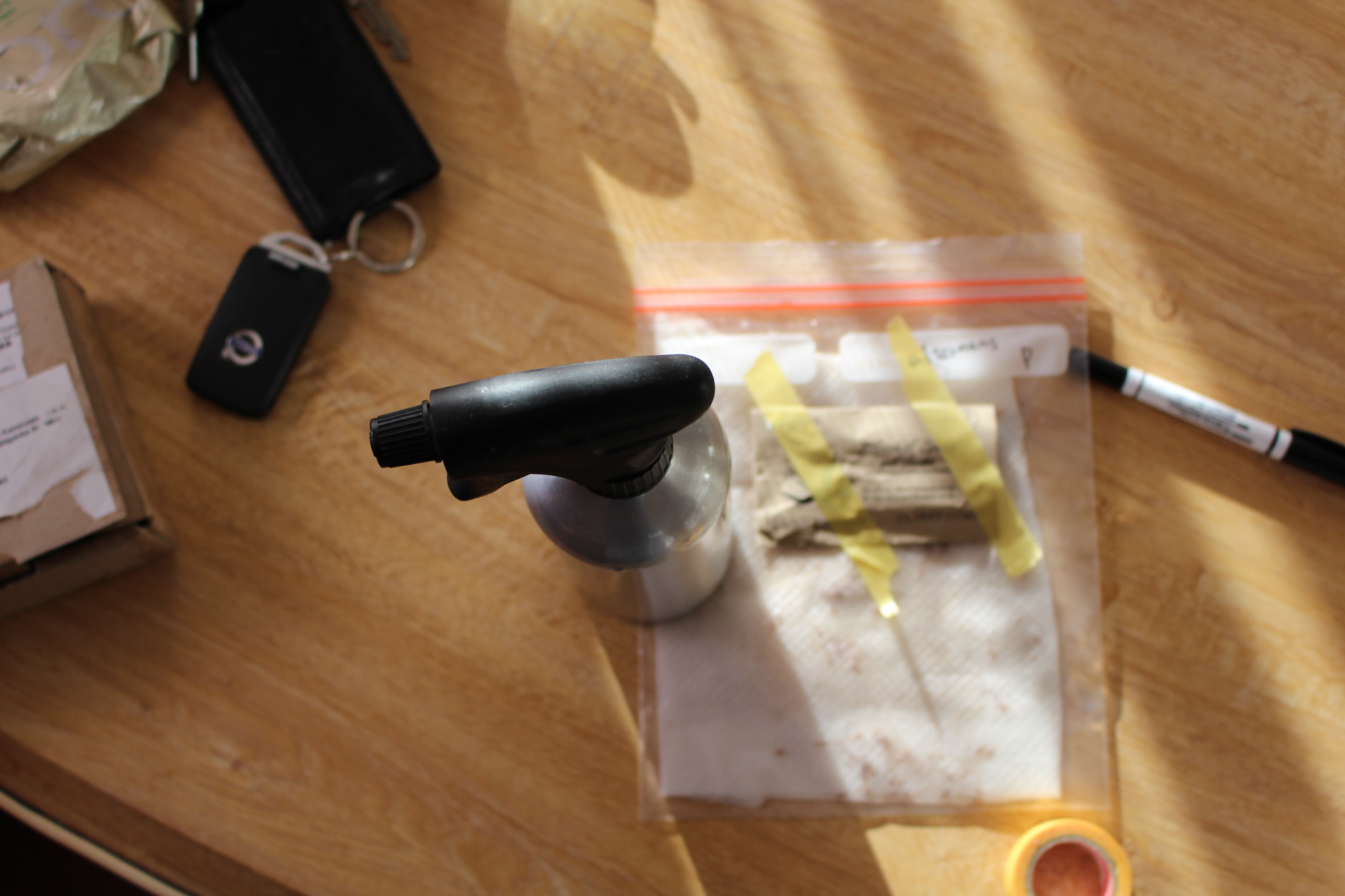 【実生】低温湿潤処理について