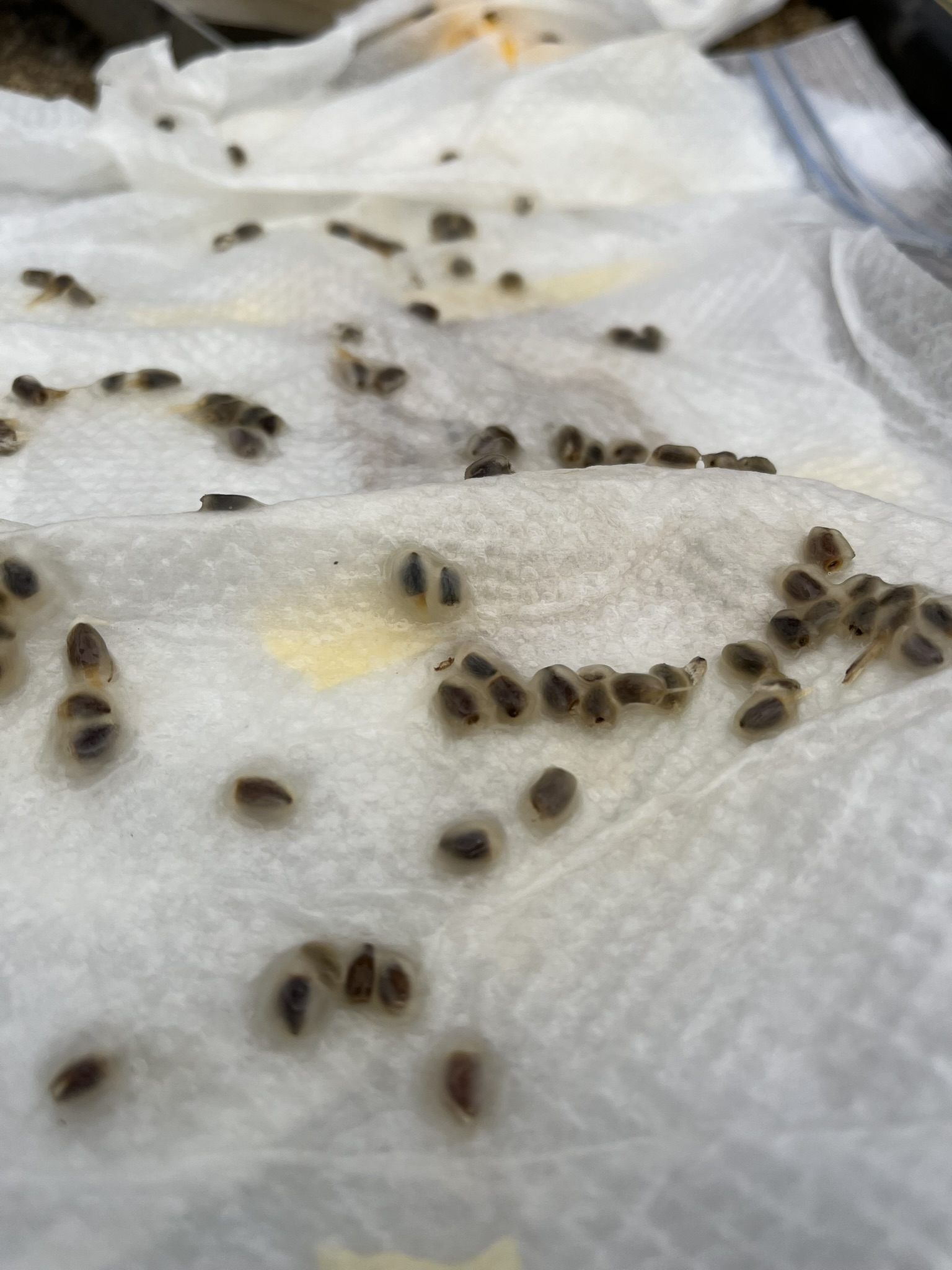 【実生】低温湿潤処理をした種子を播種