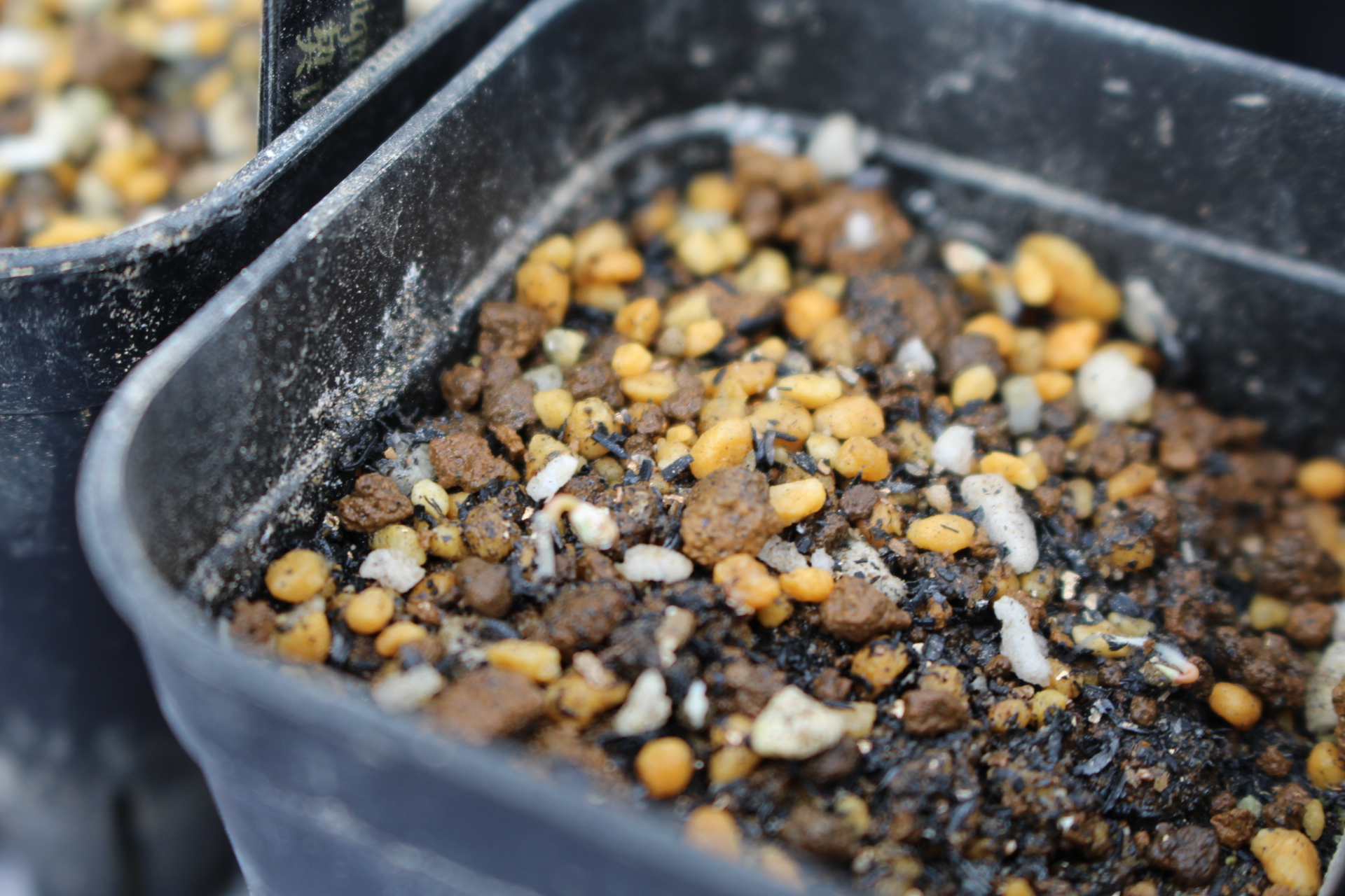 【品種】Euphorbia hadramautica /ユーフォルビア　ハドラマウチカ