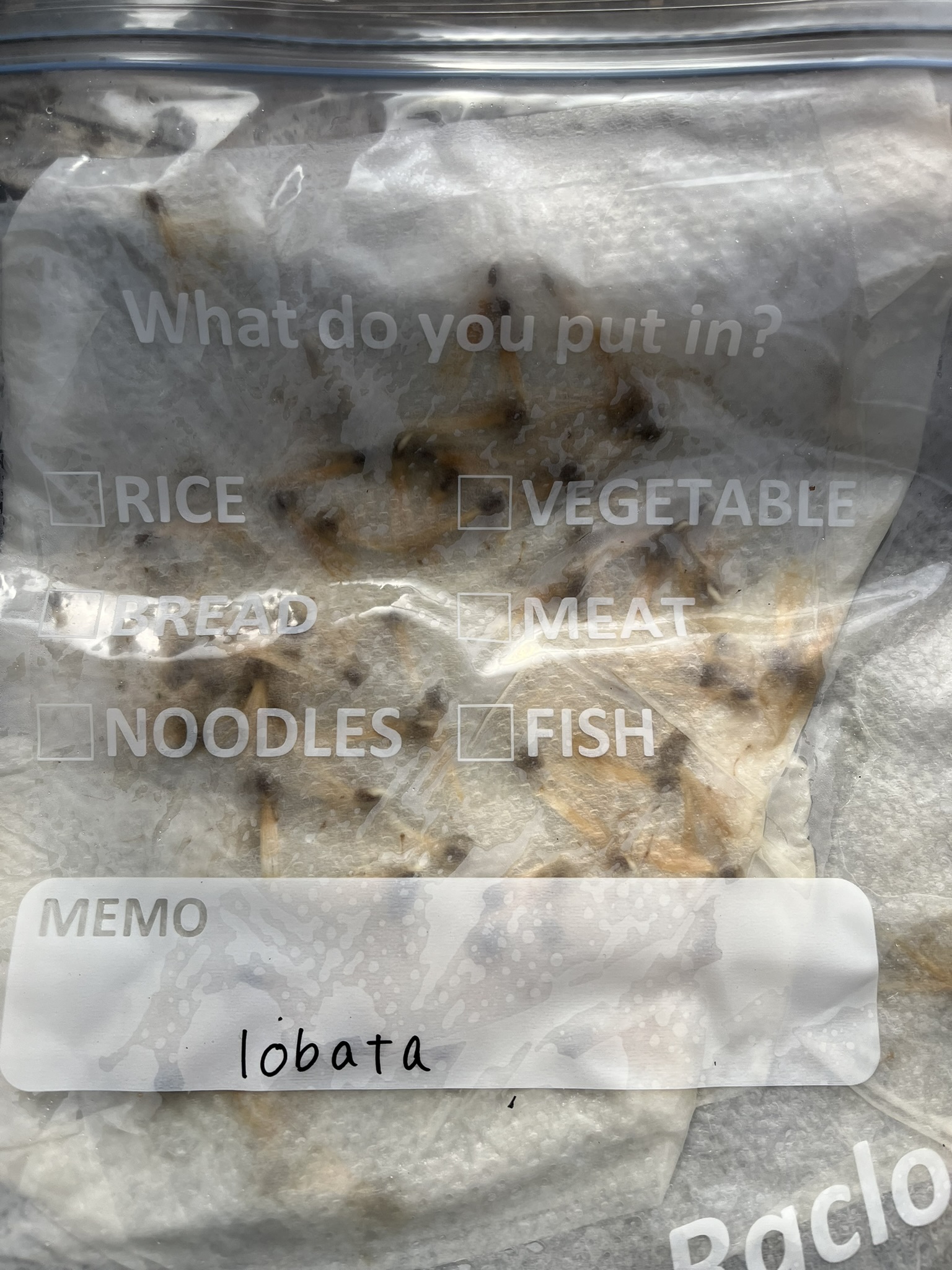 【品種】Othonna lobata / オトンナ　ロバタ