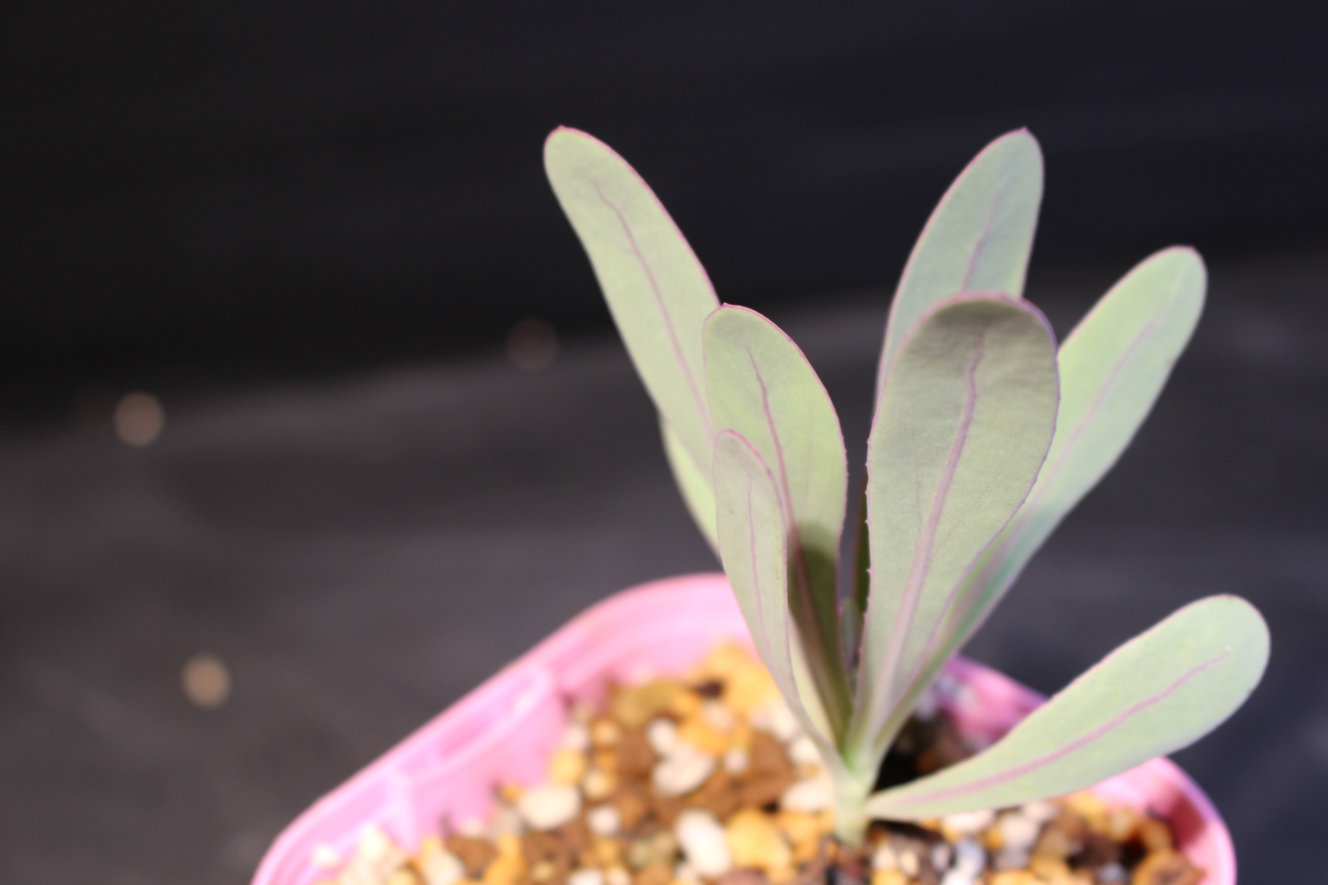 【品種】Othonna humilis/オトンナ・フミリス