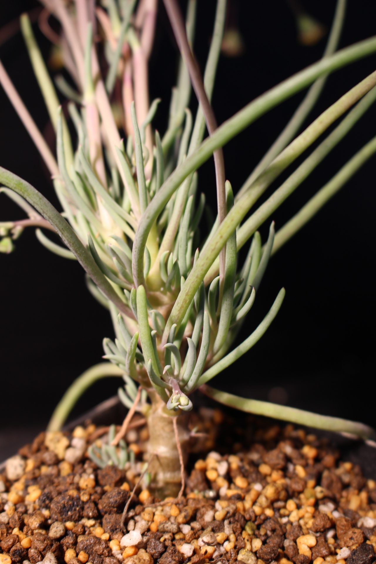 【品種】Othonna protecta/オトンナ・プロテクタ