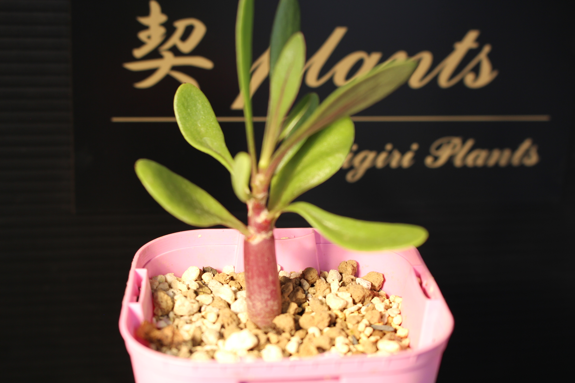 【品種】Othonna retrofracta/オトンナ・レトロフラクタ