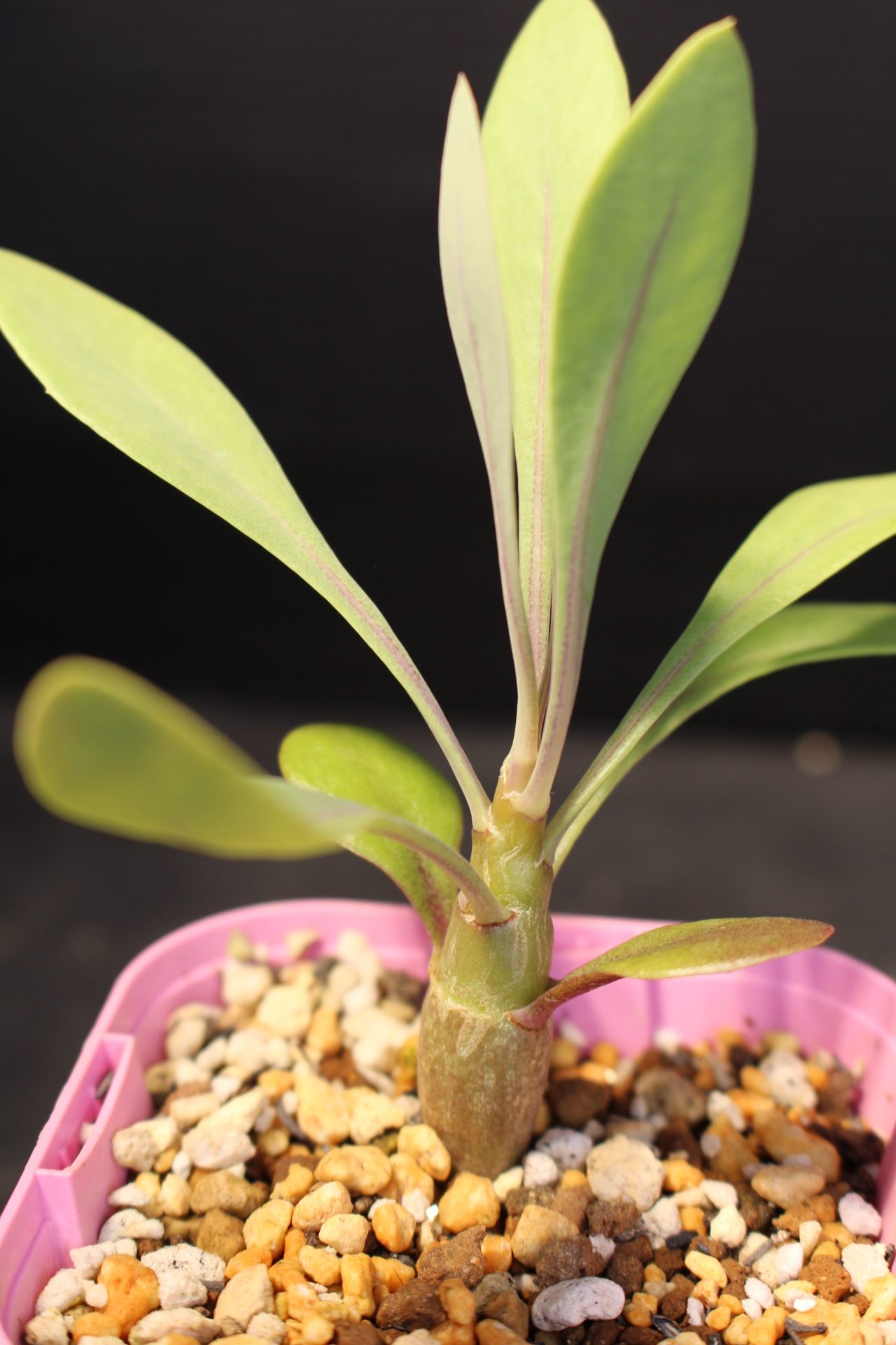 【品種】Othonna arborescens/オトンナ・アルボレッセンス